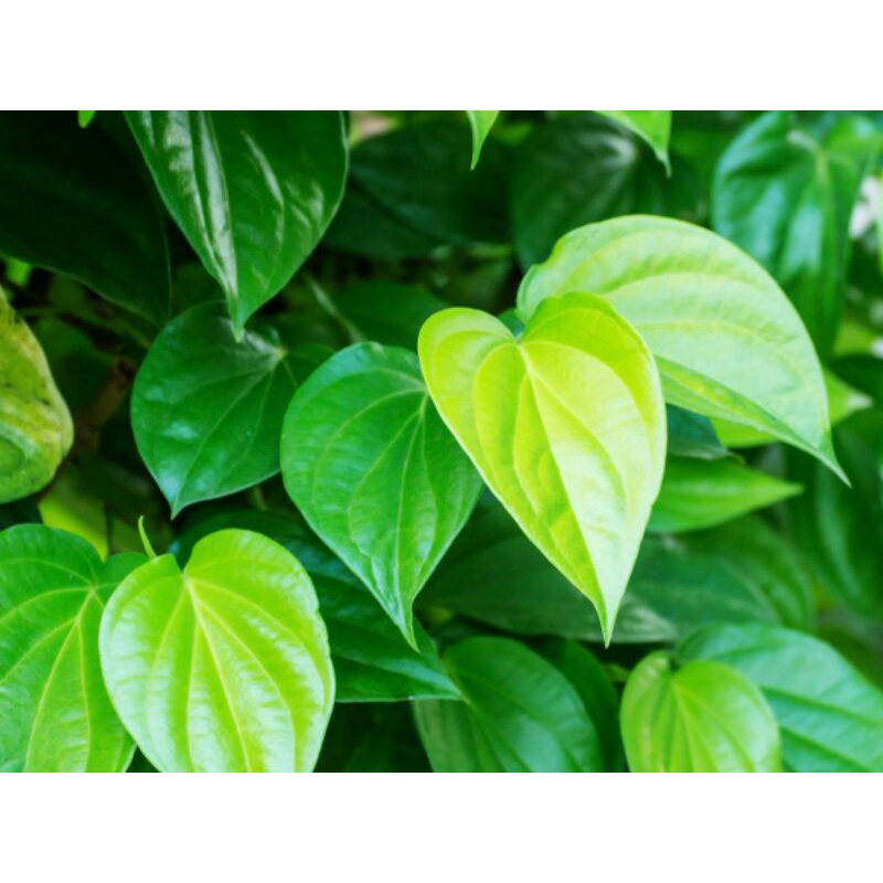 

daun sirih fresh (15 lembar)
