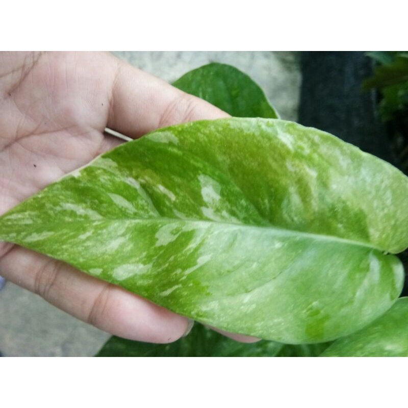 epipremnum variegata