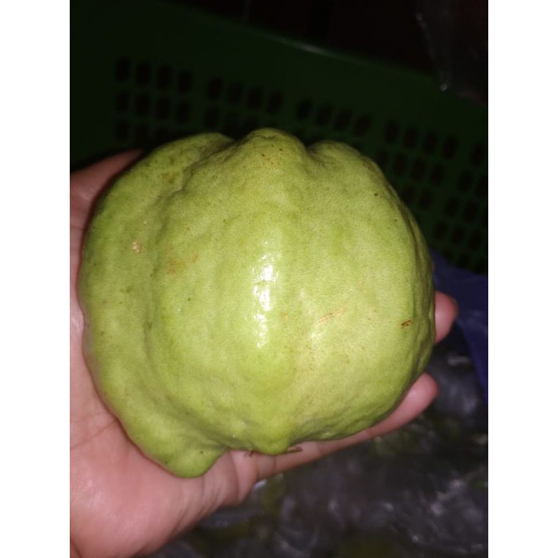 

Jambu Kristal