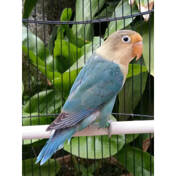 Burung Lovebird Pb blue