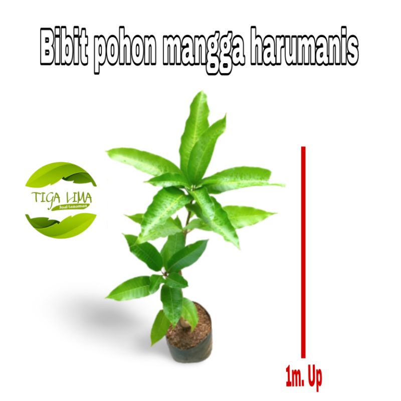 bibit pohon mangga harum manis/tanaman buah mangga/pohon mangga harum manis