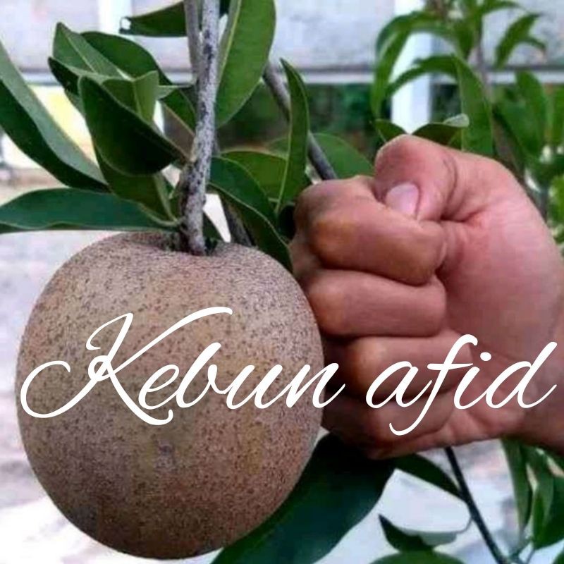 bibit sawo jumbo okulasi