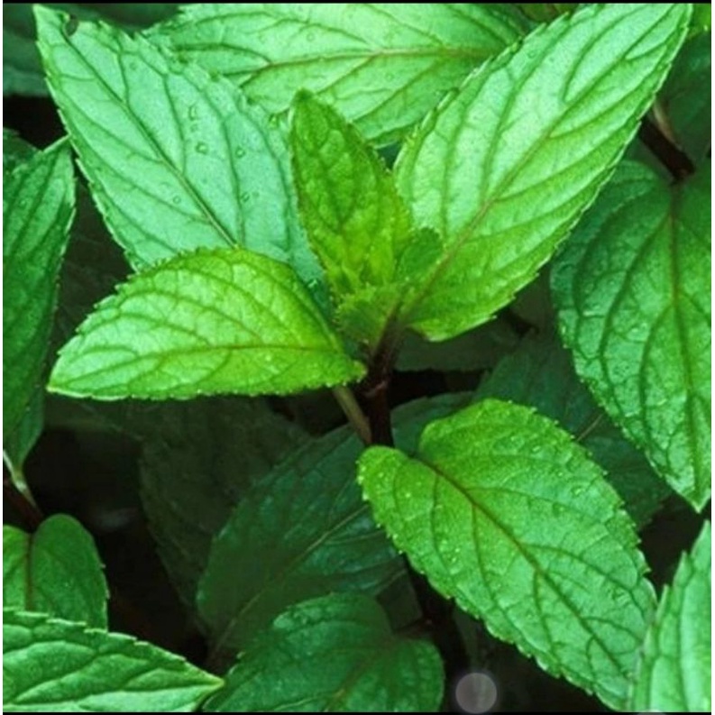 BIBIT TANAMAN  HERBAL MENTHOL MINT  MENTA ARVENSIS