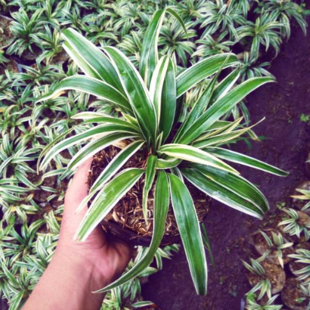 Tanaman hias es lilin