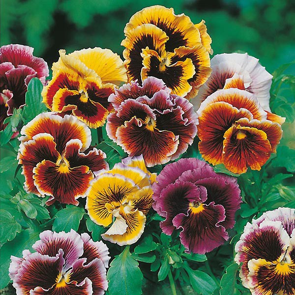 Benih Bibit Biji - Bunga Pansy Frou Frou (Viola x wittrockiana) Mixed Seeds - IMPORT