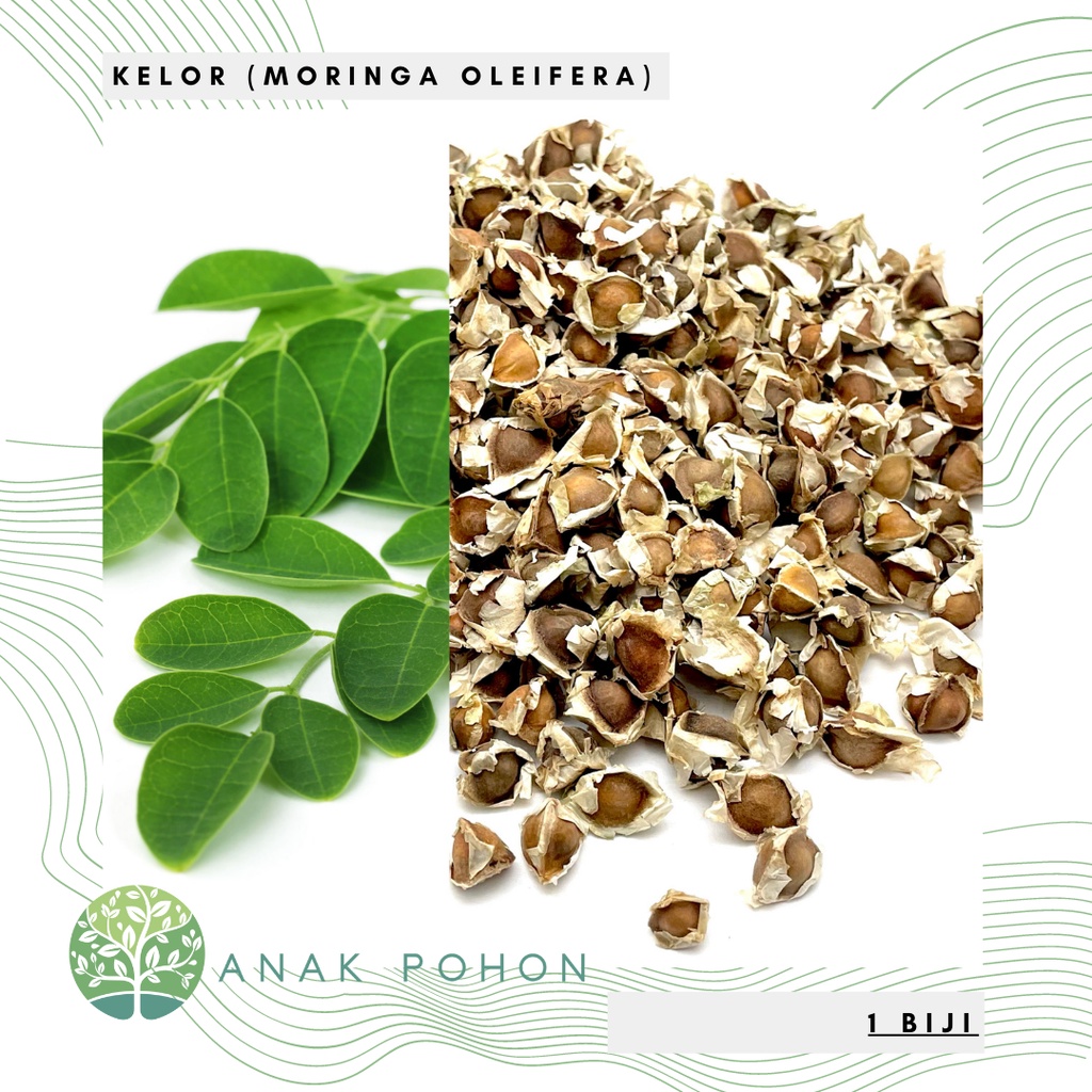 Benih Bibit Biji - Daun Kelor Moringa Oleifera Kualitas Kering di Pohon Seeds