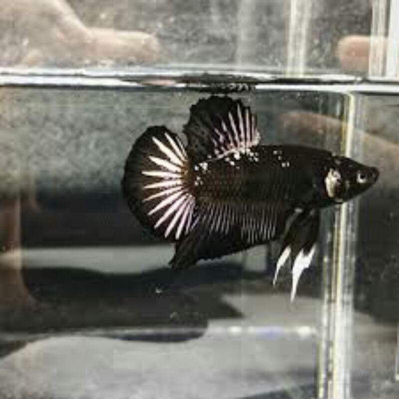 cupang black copper gold 1pair male&female