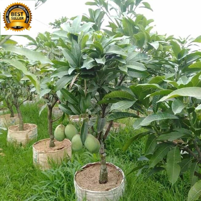 bibit mangga manalagi/madu