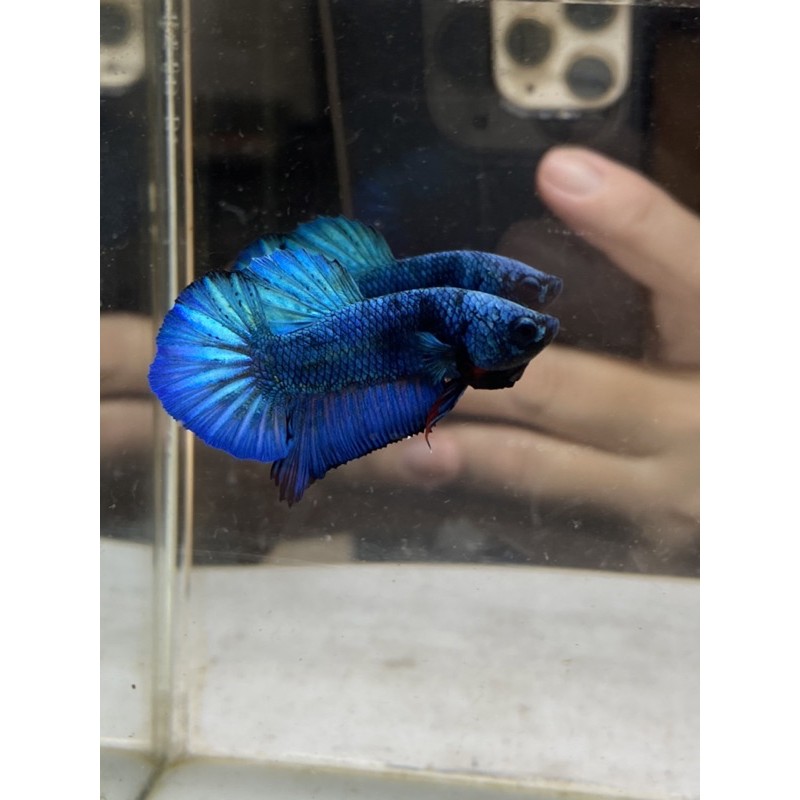 Cupang 1pair avatar gordon K9