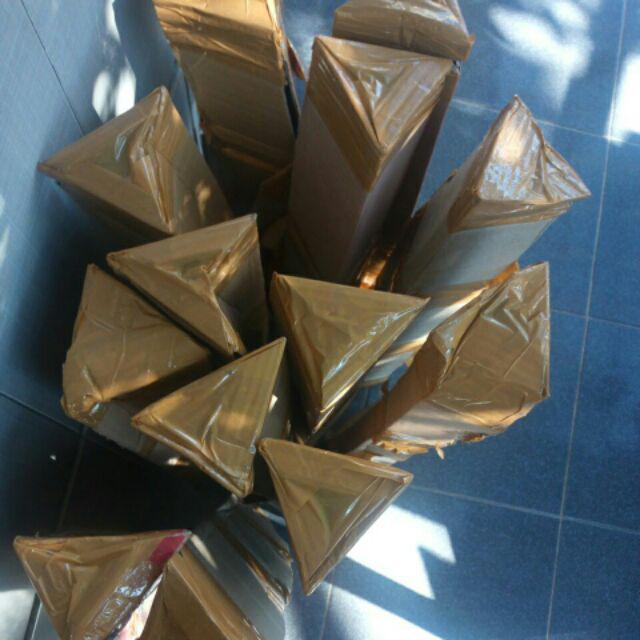 Pohon Bidara Arab / Bibit Bidara Arab / Pohon Sidr