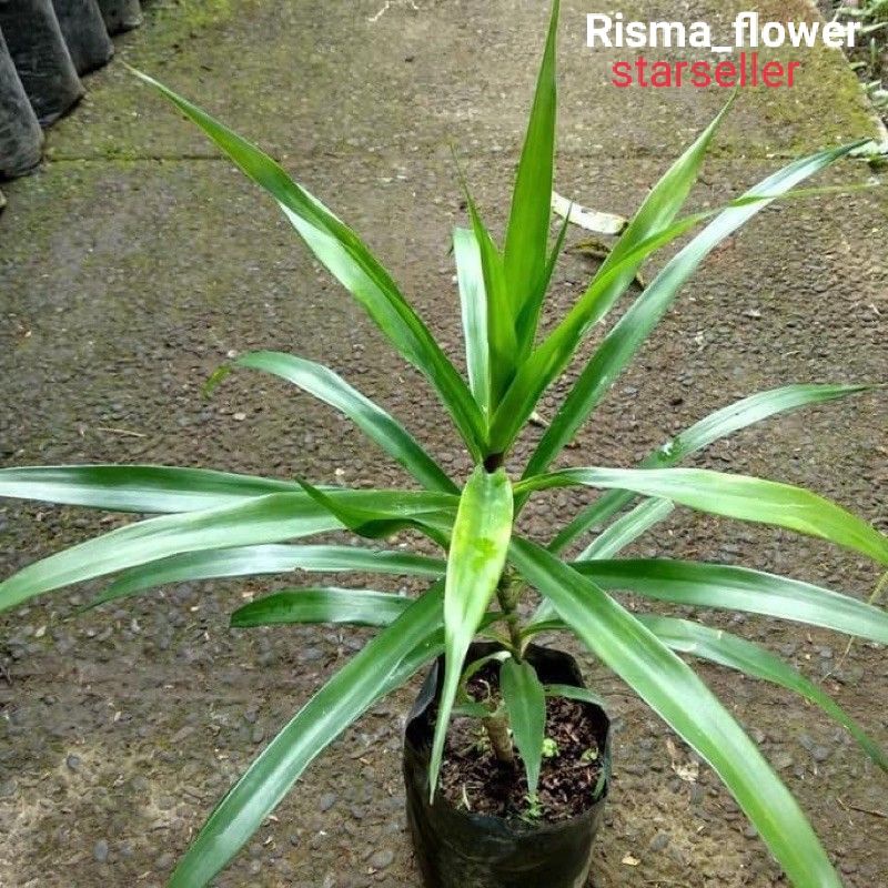 POHON PANDAN SUJI / TANAMAN PANDAN SUJI