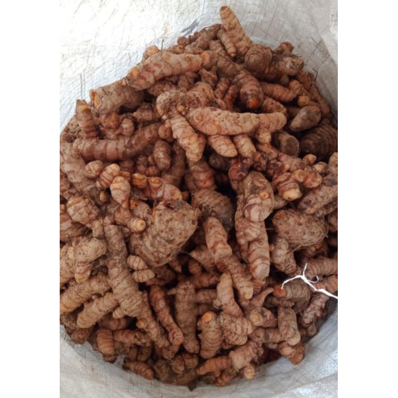 

Kunyit segar, kunir segar langsung dari petani