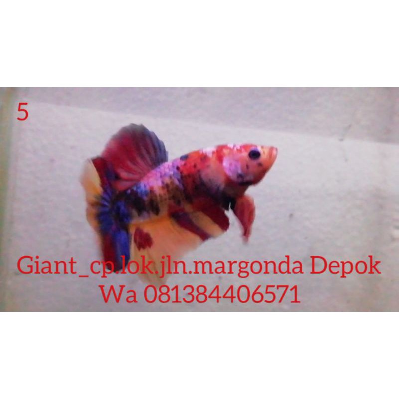 

ikan hisa