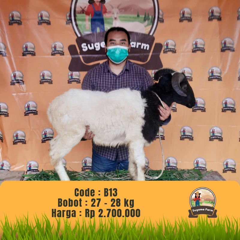 Hewan Qurban Domba Garut, 1442 H/2021, Aman Sehat Utuh dan Halal.