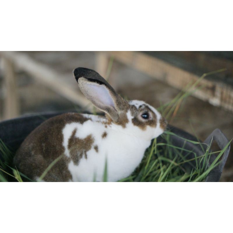 Kelinci Rex bukan Lokal, Netherland Dwarf, Fuzzy Lop, Holland Lop, English Angora, Flemish Giant dll