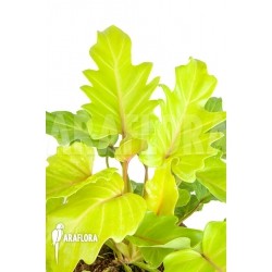 Tanaman Hias Philodendron Xanadu Golden