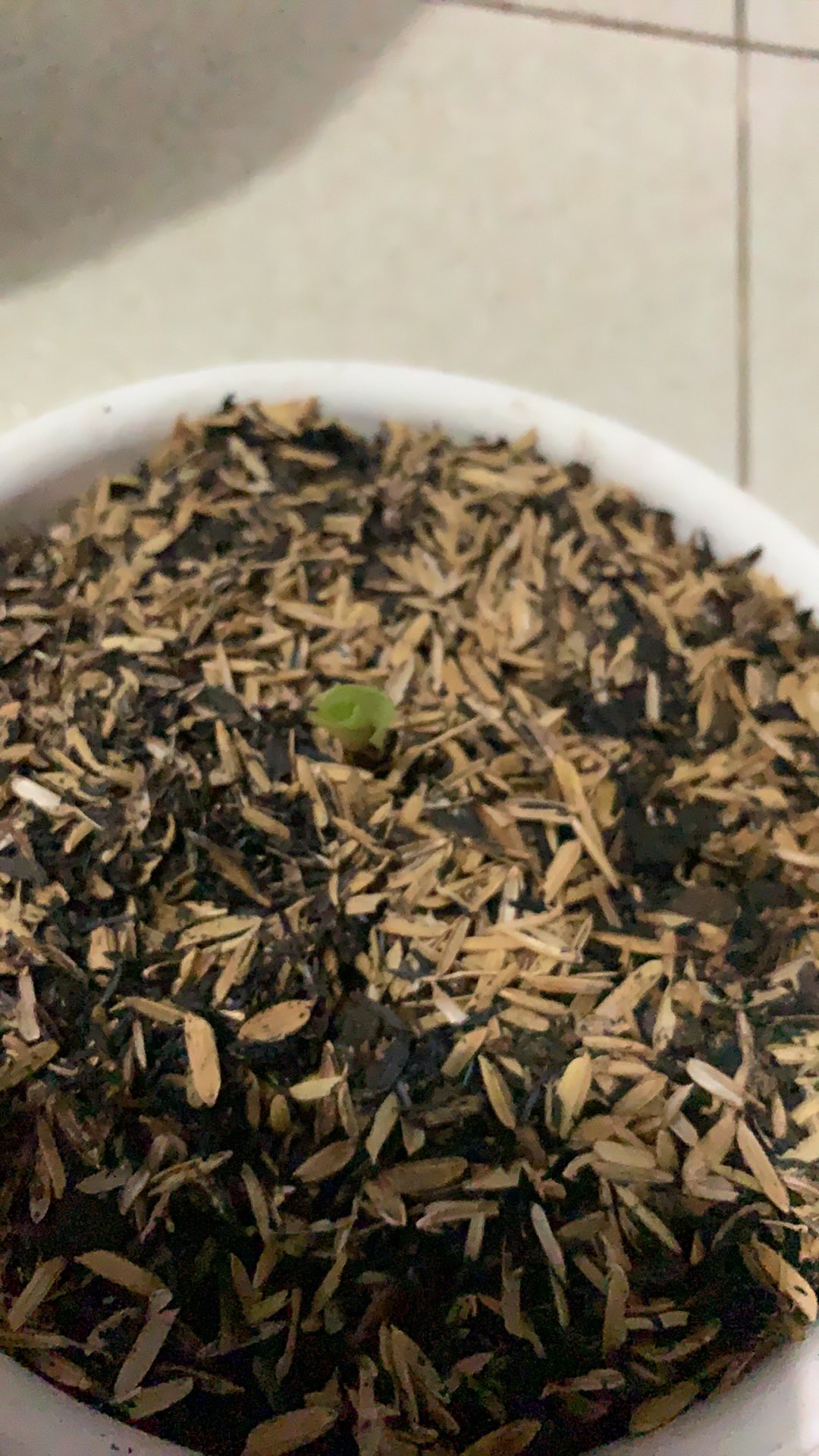 Aglonema Moonlight Asli