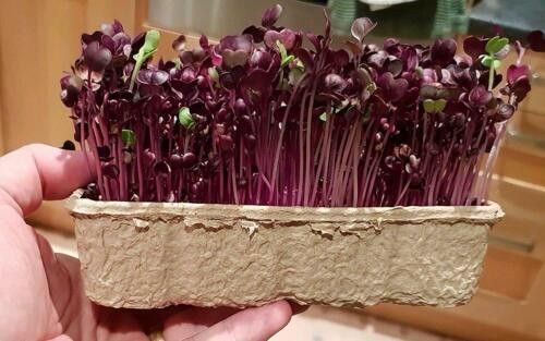 Bibit-Biji Microgreen Red Rambo Radish Organik (Haira Seed)