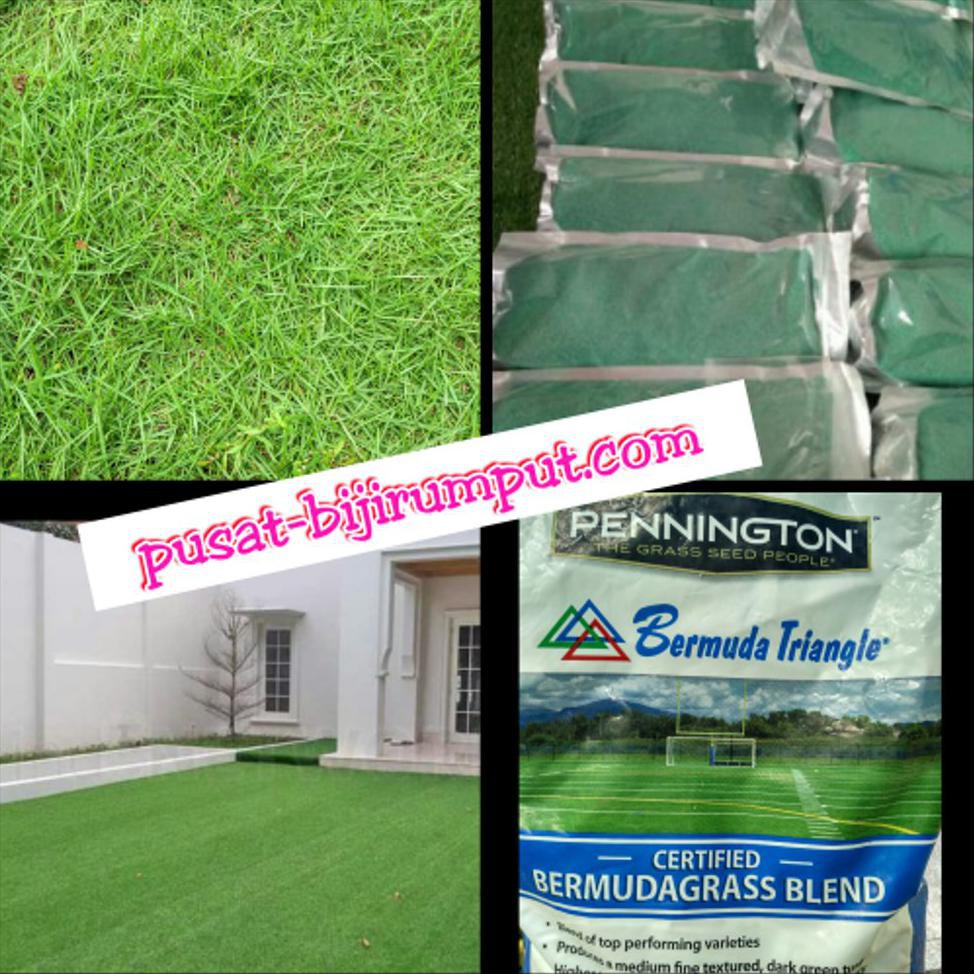 Biji Rumput Gajah Mini Benih Rumput Gajah Mini Bibit Rumput Gajah Mini Shopee Indonesia