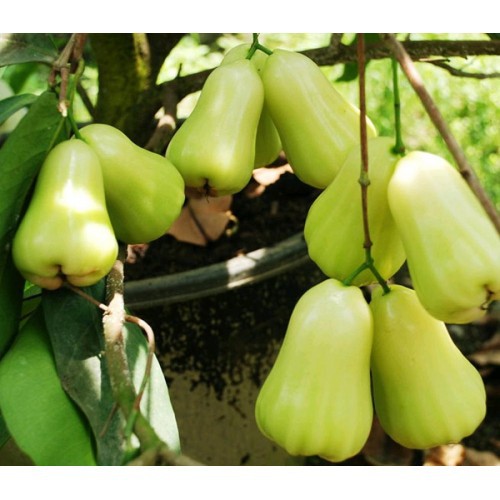 JAMBU AIR MADU