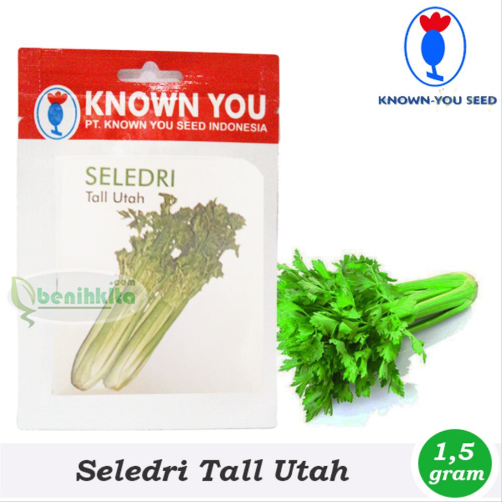 Benih Bibit Seledri Batang Besar Tall Utah Known You Seed Diskon