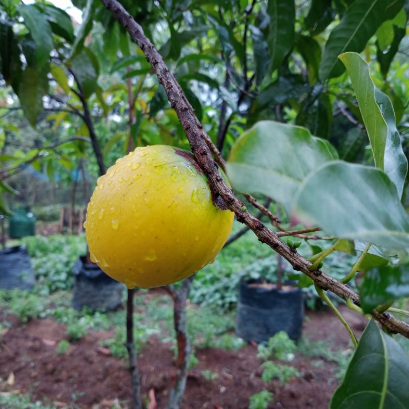 

buah sawo Australia si buah rasa kelapa muda dan puding