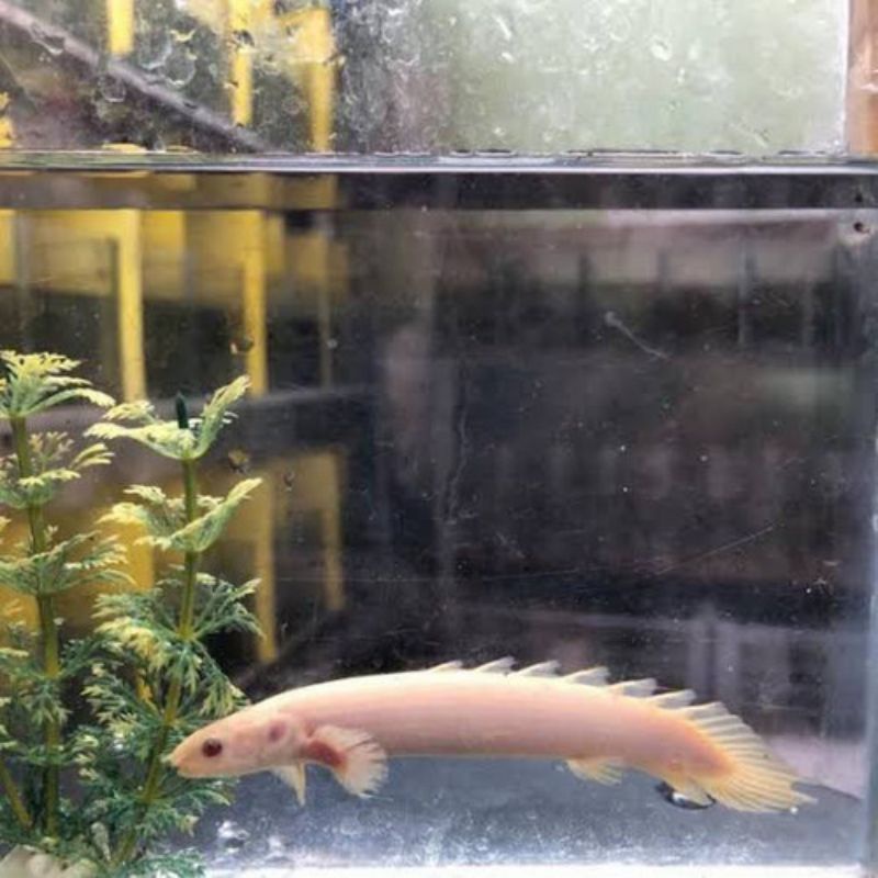 Palmas albino 7-12cm