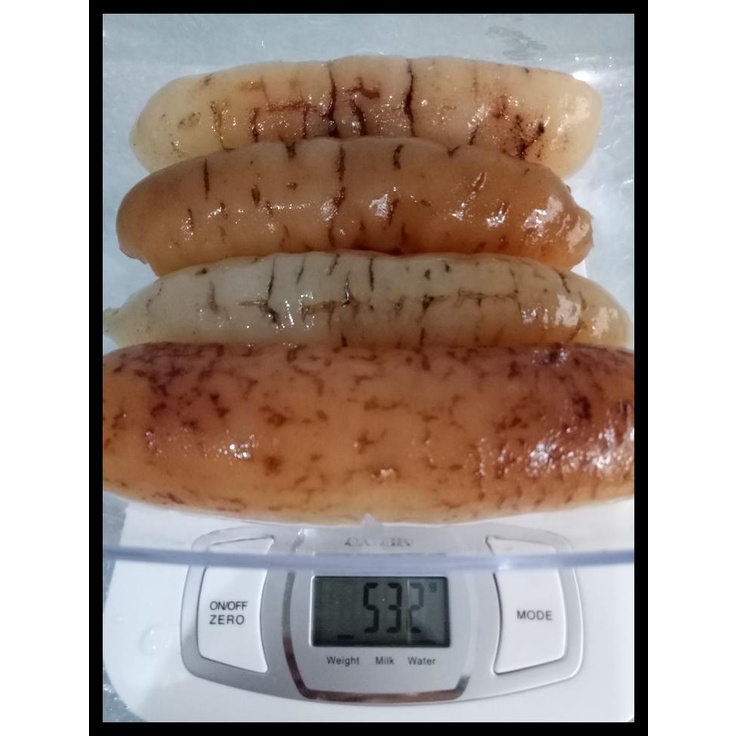 

DISKON TERBATAS !!! HAISOM/HOISEM/TERIPANG GOSOK ASLI BELITUNG TERLARIS