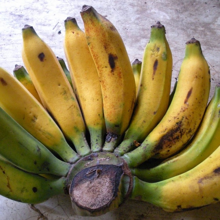 

Pisang Raja 1 Sisir