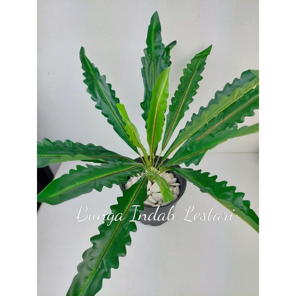 Daun kadaka gelombang cinta palsu plastik hias dekorasi/tanaman palsu plastik