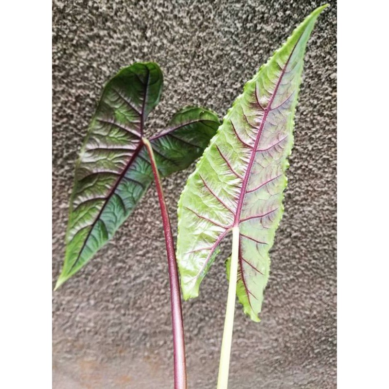 paket 5 bonggol Alocasia olani