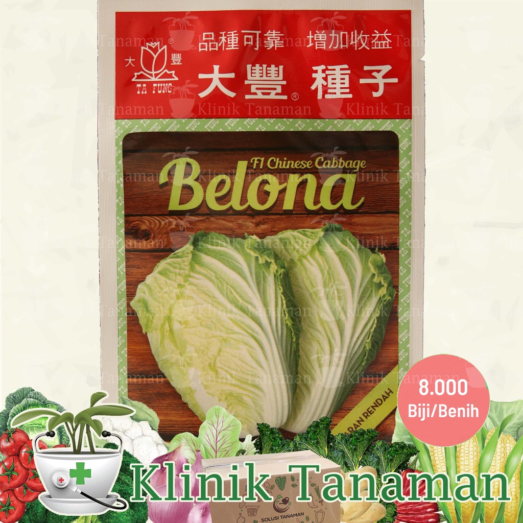 Jual Benih Sawi Putih Belona Chinese Cabbage F1 10gr 8 000 Biji Bibit