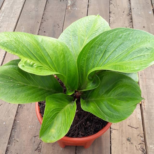 Jemani Cobra Varian Dewasa