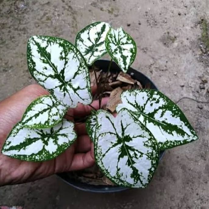 tanaman hias keladi mutiara / keladi mutiara mini