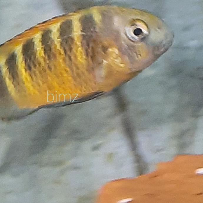 Ready Tropheus Bemba