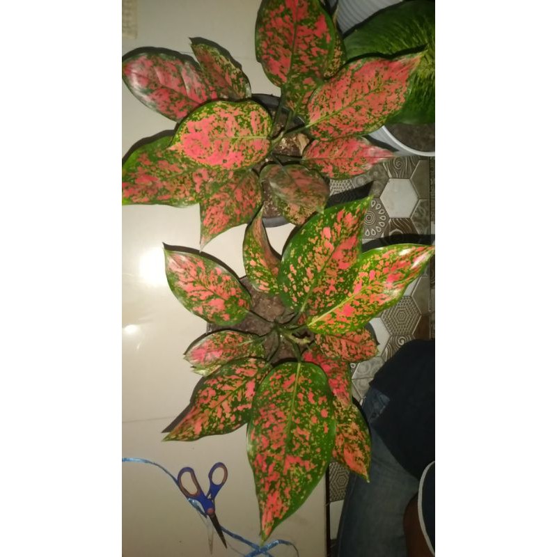 Aglonema Red Venus jumbo