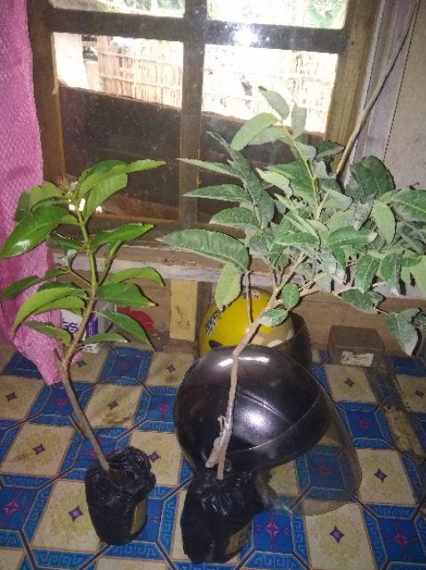 Bibit Tanaman Kelengkeng New Kristal / Wusan (tinggi 40-60 Cm)