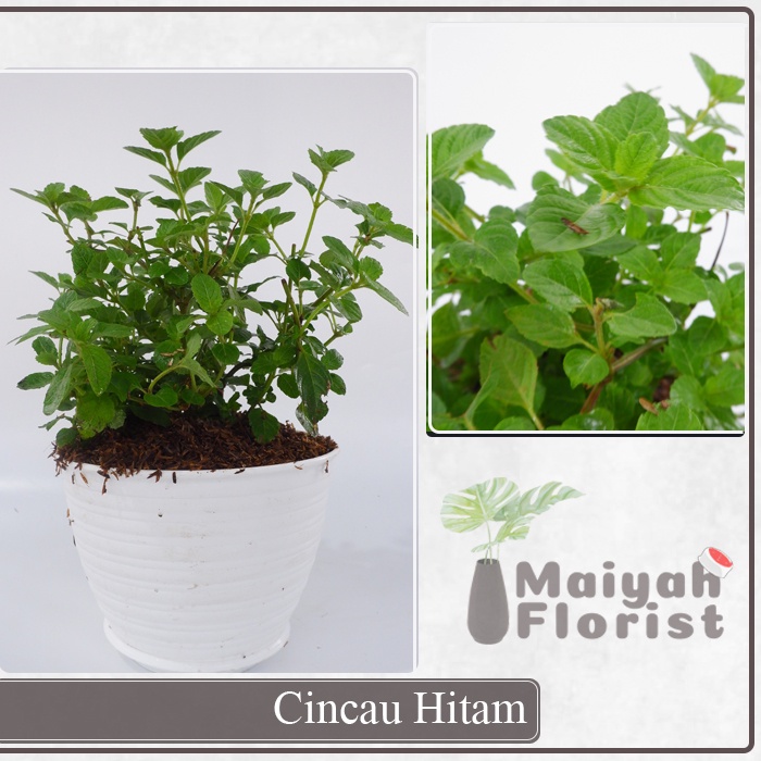 Cincau Hitam - Tanaman Herbal