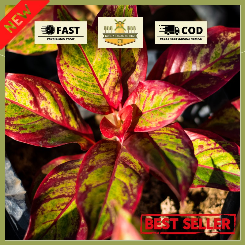 Promo Aglonema Tanaman Hias Aglonema Lipstik Bunga Aglonema Siam Aurora dmGyjV5uo5qVpW