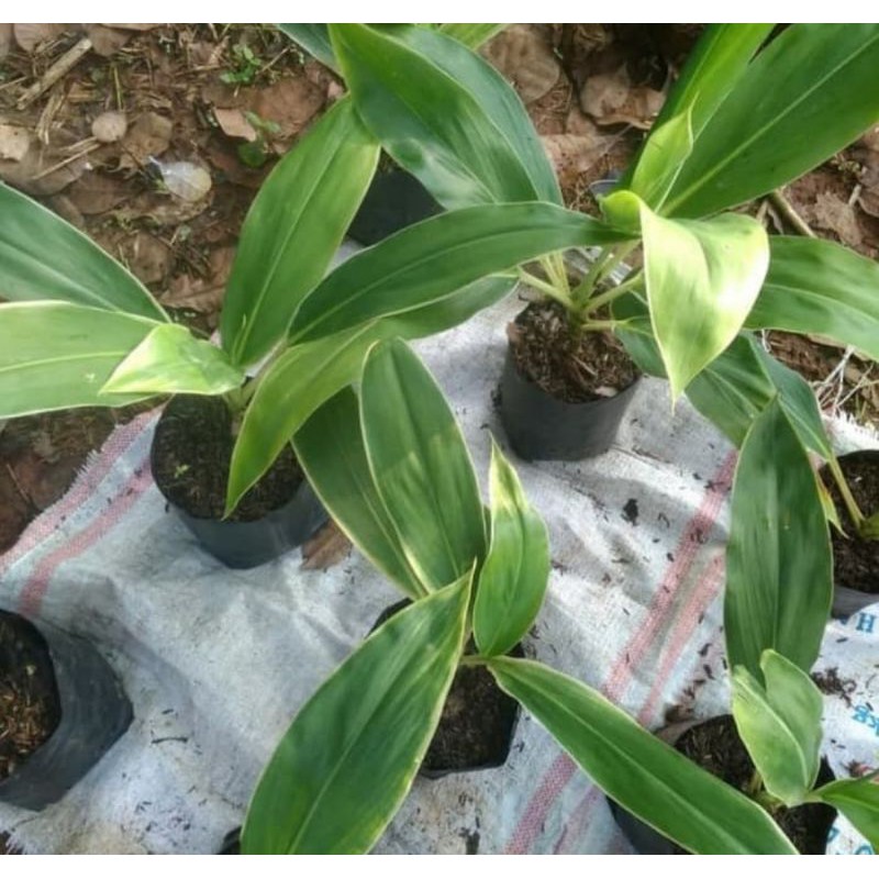 tanaman hias hanjuang andong hijau - pohon hanjuang andong