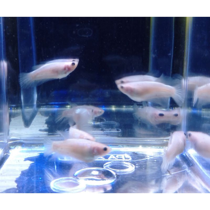 cupang cello line halfmoon nemo betina/female