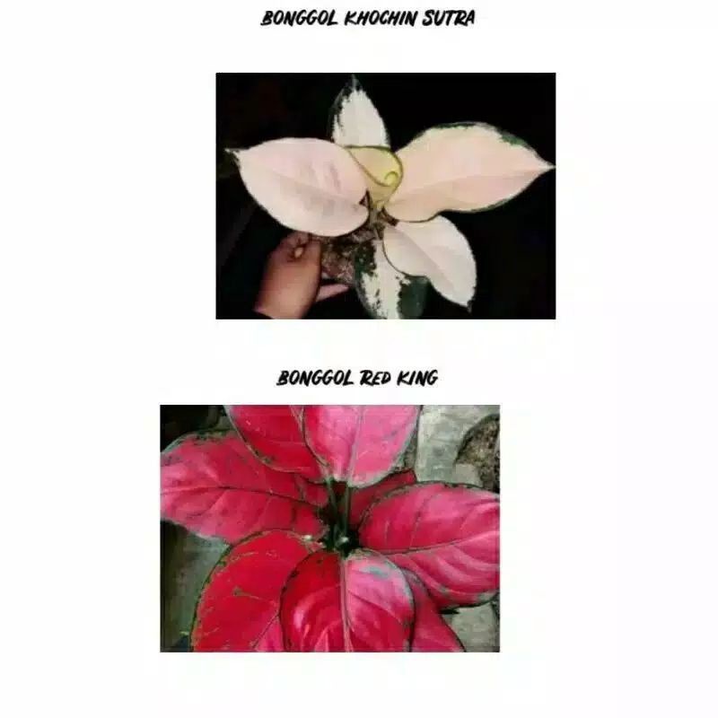 Promo paket 2 bonggol aglonema khocin sutra - bonggol aglonema red king
