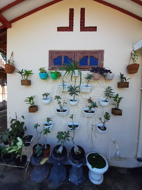 Paket Dendro Dewasa Isi 5