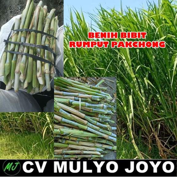 Benih Bibit Tanaman Rumput Pakcong Pakchong Per Batang