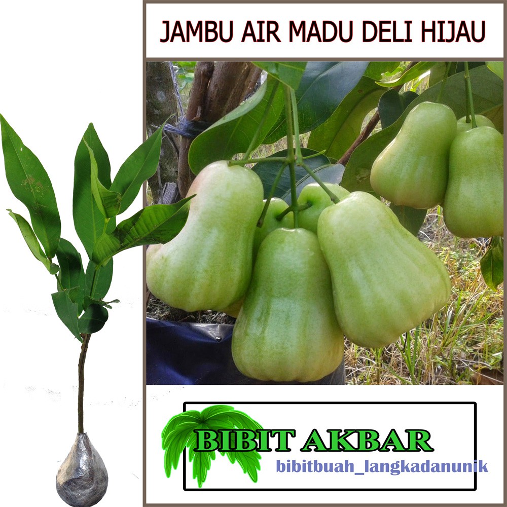 Tanaman Jambu Air Madu Deli Hijau