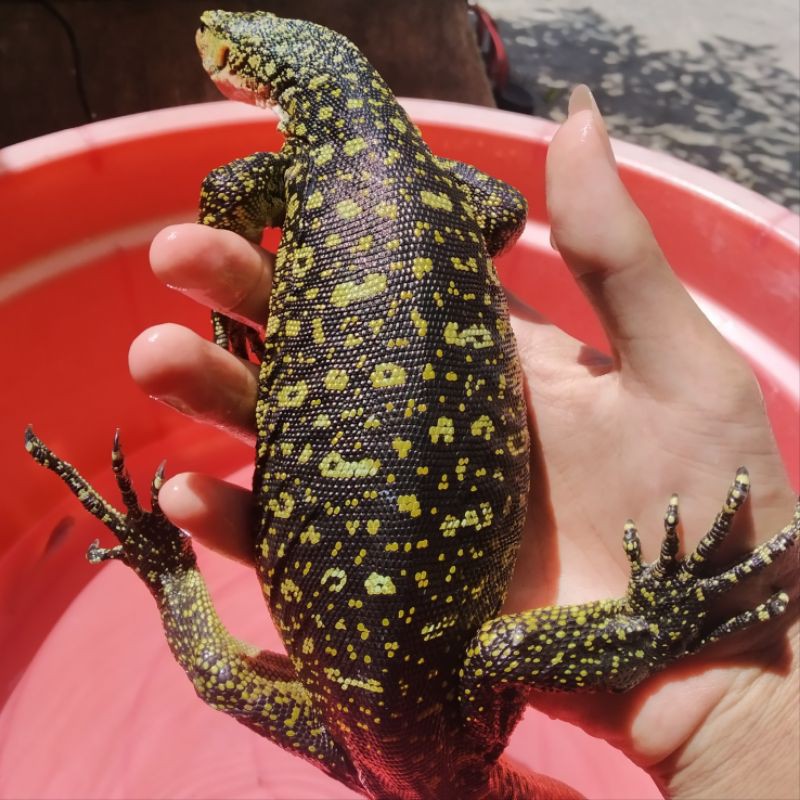 Varanus Colei/Finschi