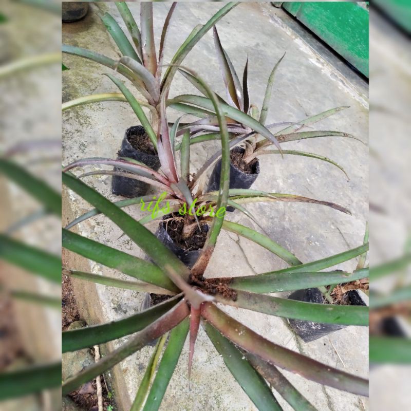 tillandsia eric knobloch/odillia tillandsia deco