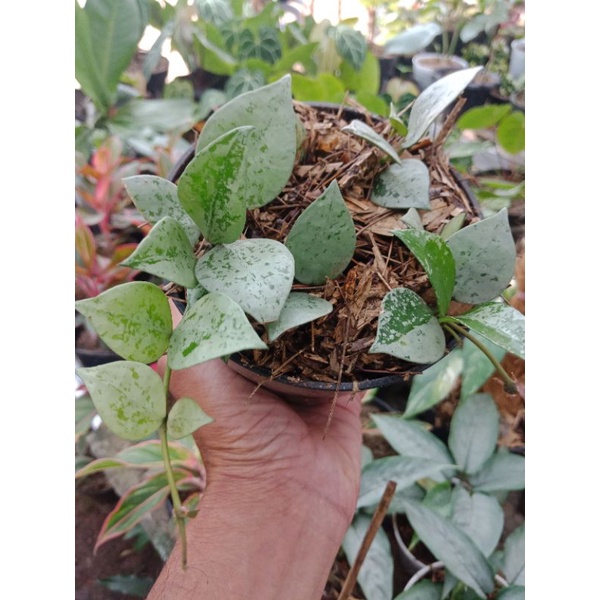 Hoya lacunosa super Krohniana eskimo