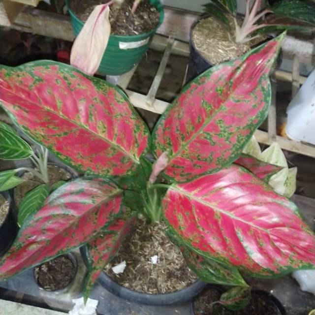Syila Aglaonema Red king