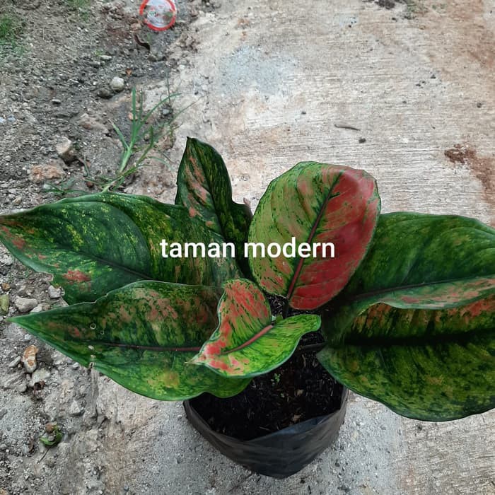 AGLONEMA HENG HENG-tanaman aglonema heng heng